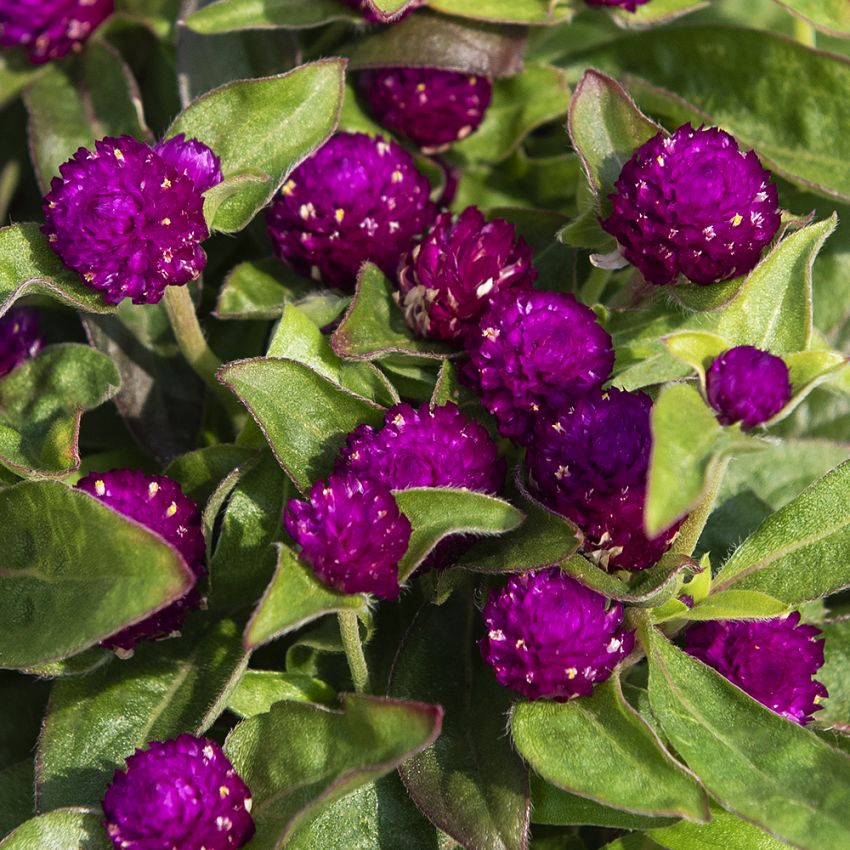 Kugelamarant 'Gnome Purple'