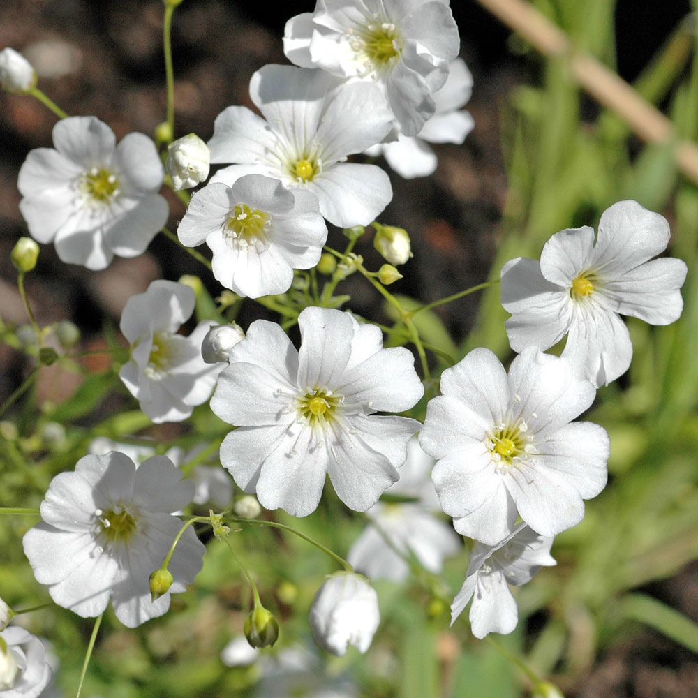 Sommer-Schleierkraut 'Covent Garden'