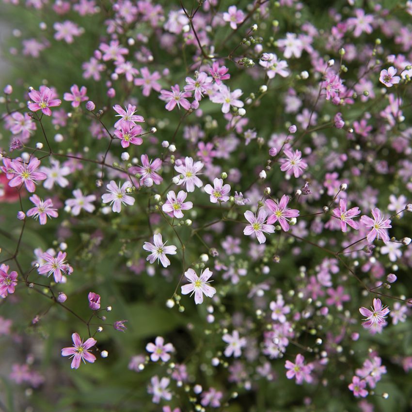 Sommer-Schleierkraut 'Rosea'