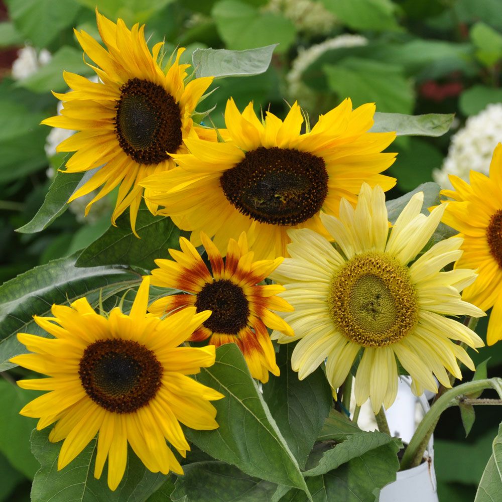 Sonnenblume 'La Torre'