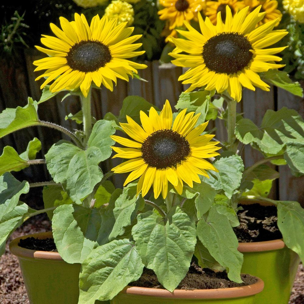 Sonnenblume 'Suntastic Yellow with Black Center'