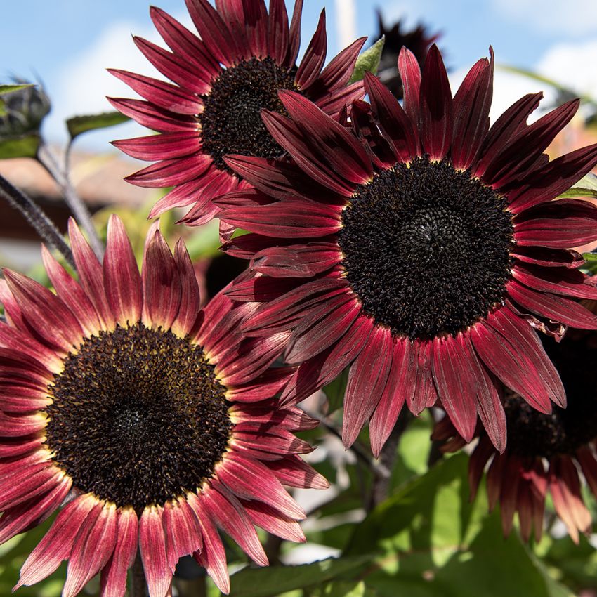 Sonnenblume 'Desire Red'