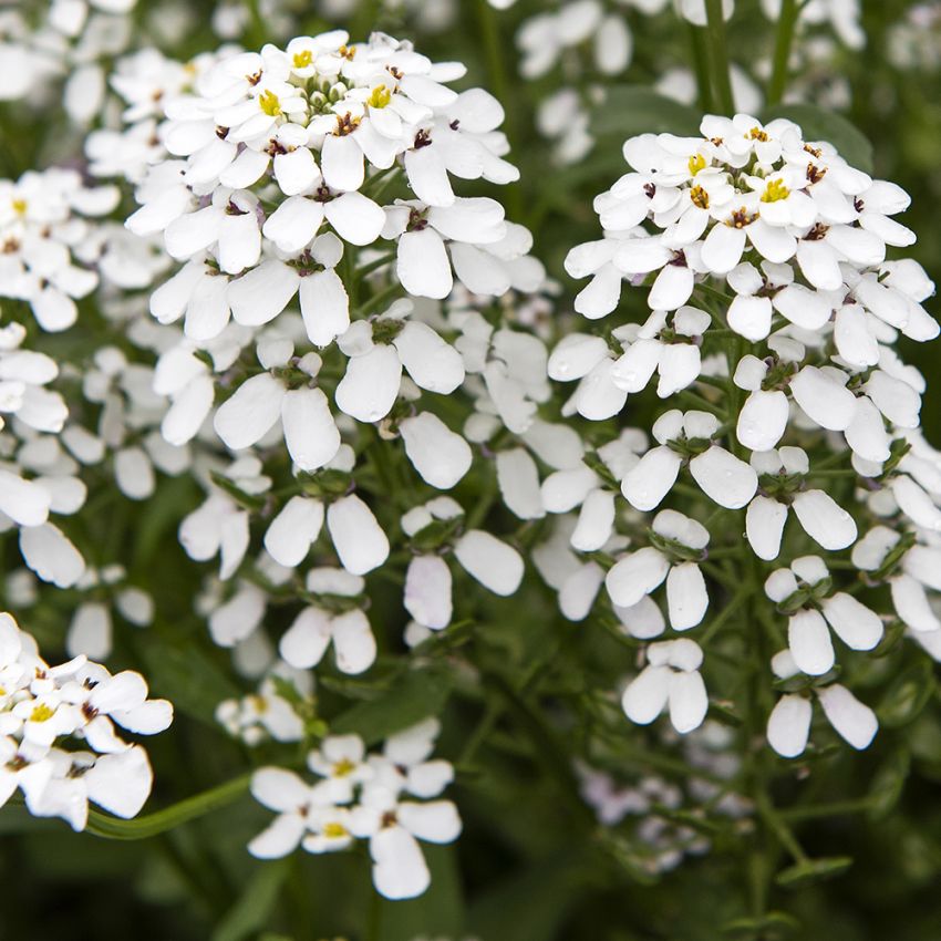 Bittere Seifenblume 'White Pinnacle'