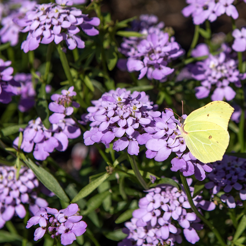 Goldige Schleifenblume 'Lilac'