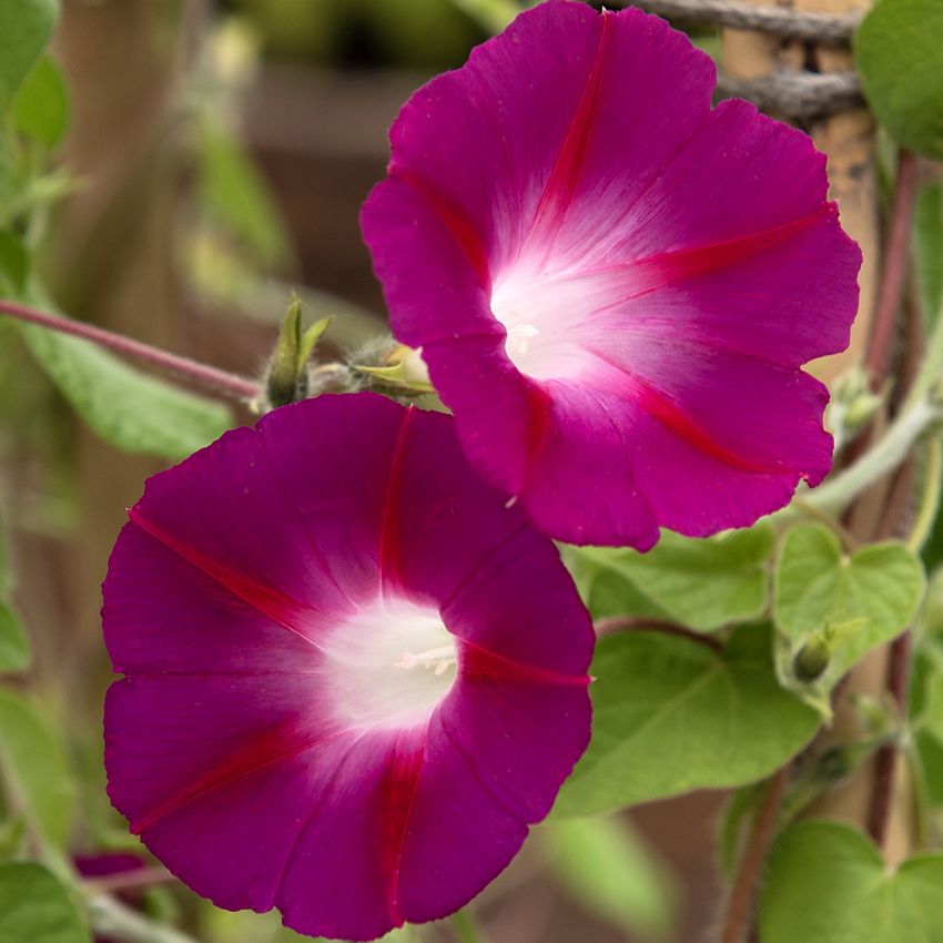 Purpur-Prunkwinde 'Crimson Rambler'