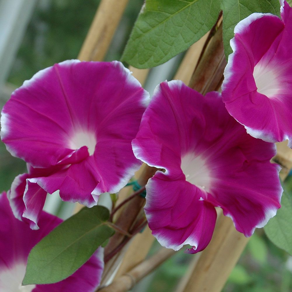 Prunkwinde 'Giant Rose Edge'