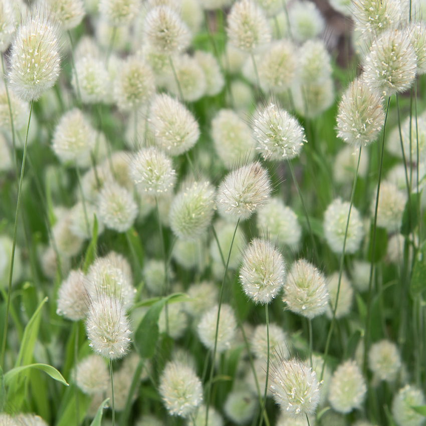 Hasenschwanzgras 'Bunny Tails'