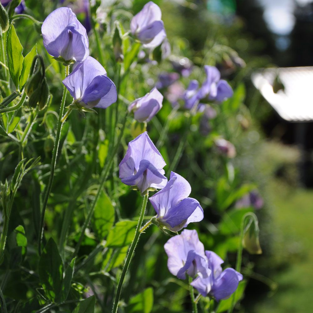 Duftwicke 'Old Spice Flora Norton'