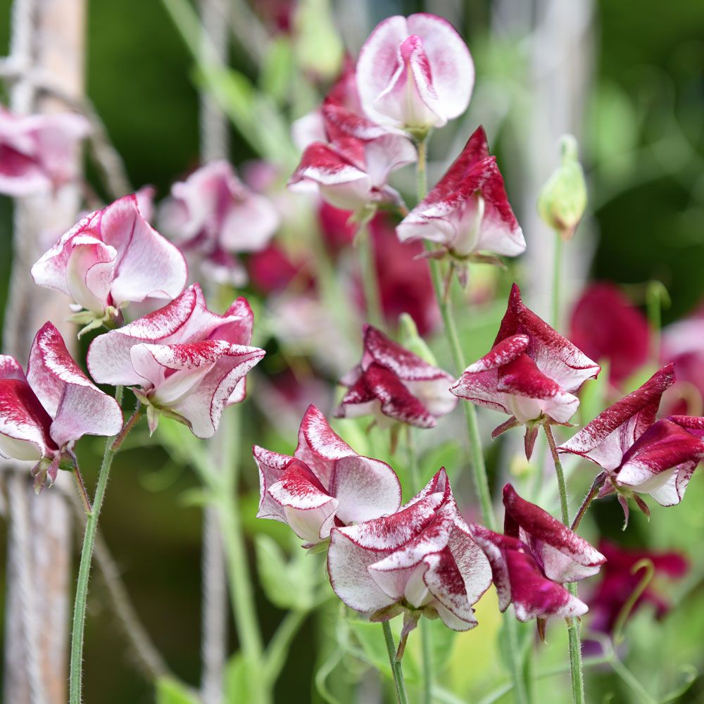 Duftwicke 'Spencer Wiltshire Ripple'