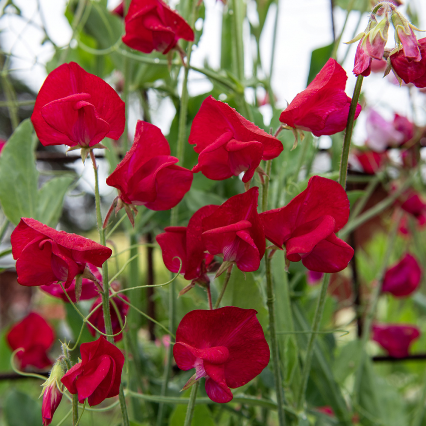 Duftwicke 'Royal Crimson'