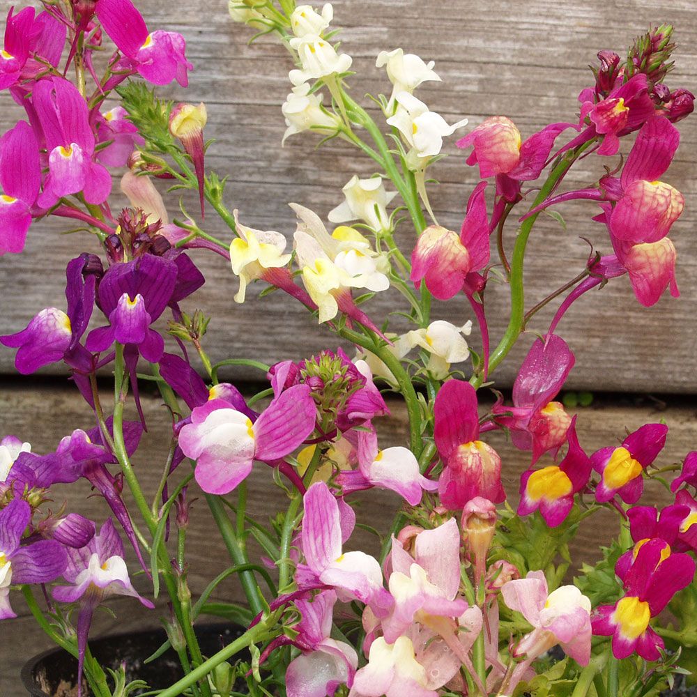 Marokkanisches Leinkraut 'Fairy Bouquet'