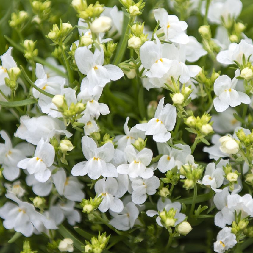 Marokkanisches Leinkraut 'Fantasista White'