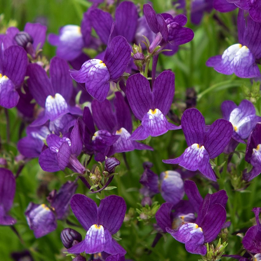 Marokkanisches Leinkraut 'Fantasista Blue'