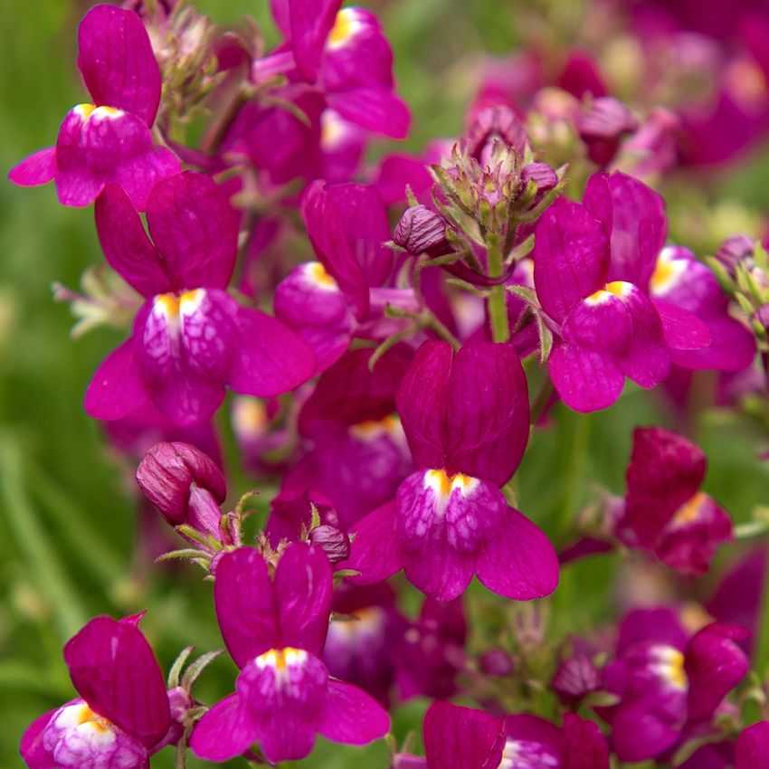 Marokkanisches Leinkraut 'Fantasista Rose'