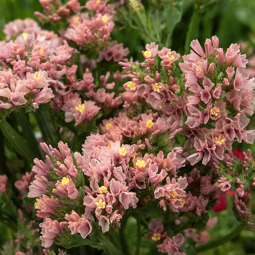 Geflügelter Strandflieder 'Apricot Shades'