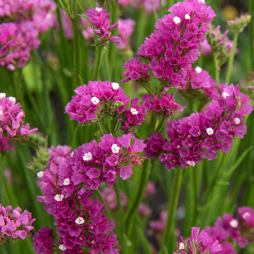 Geflügelter Strandflieder 'Carmine Rose'