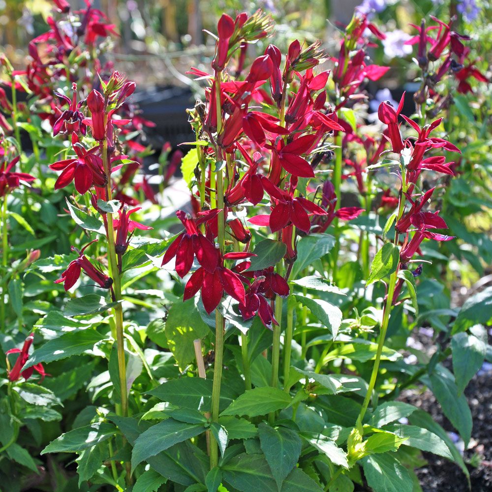 Prachtlobelie 'Fan Burgundy'