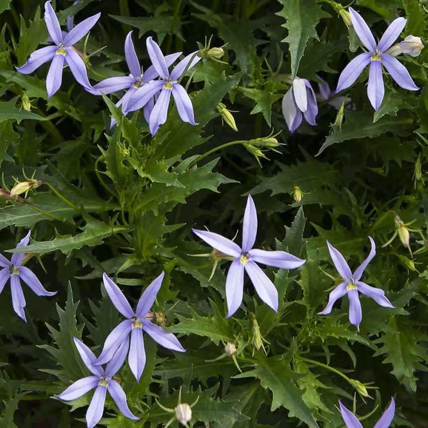 Blauer Bubikopf 'Gemini Blue'