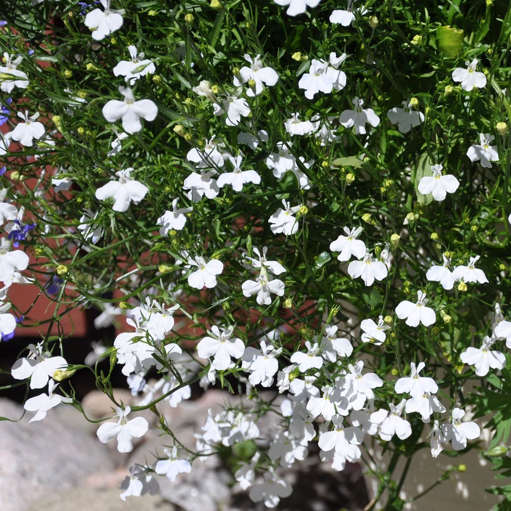 Männertreu 'Cascade White'