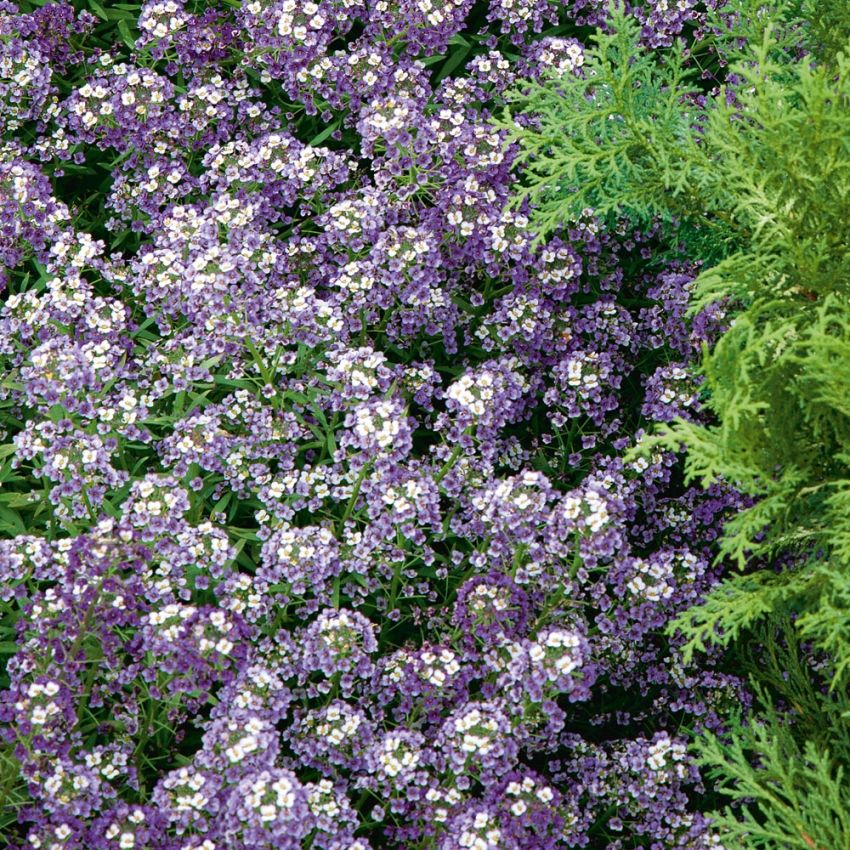 Strand-Silberkraut 'Violet Queen'