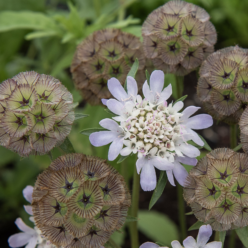 Stern-Skabiose 'Paper Moon' in der Gruppe Samen / Einjährige Blumen bei Impecta Fröhandel (85295)