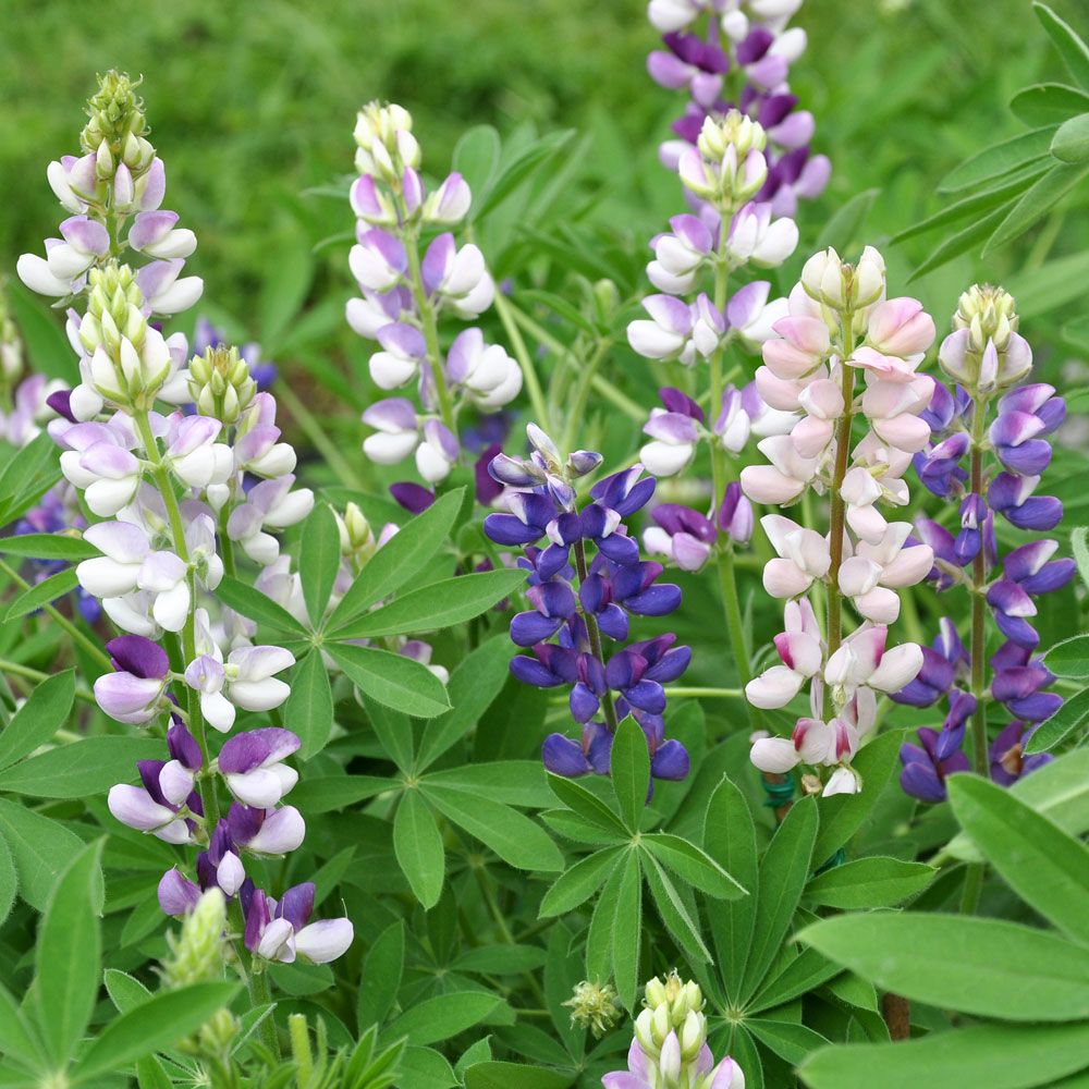 Mexikanische Lupine