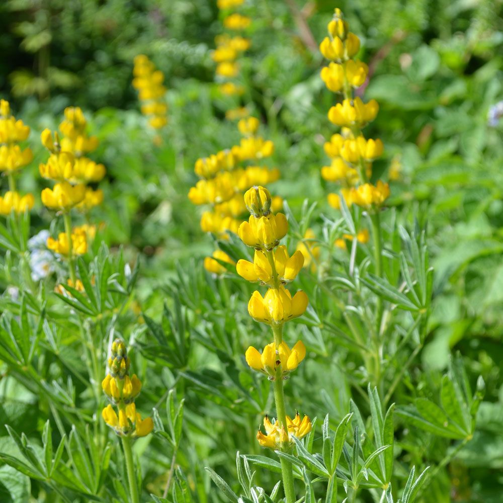 Gelber Lupine