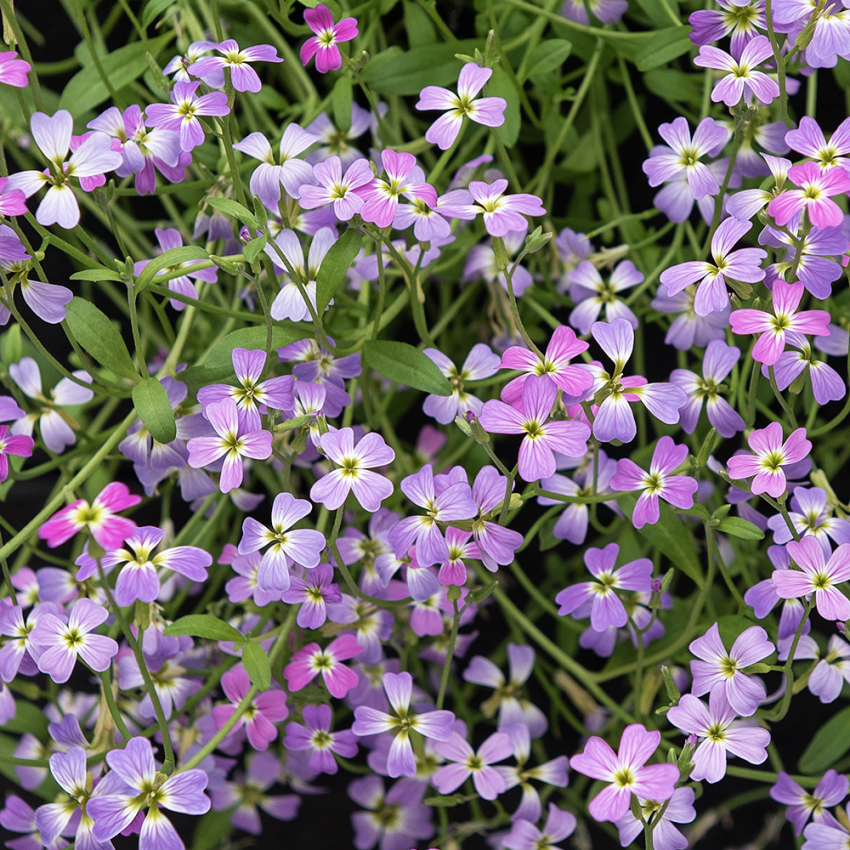 Meerviole'Spring Sparkle'