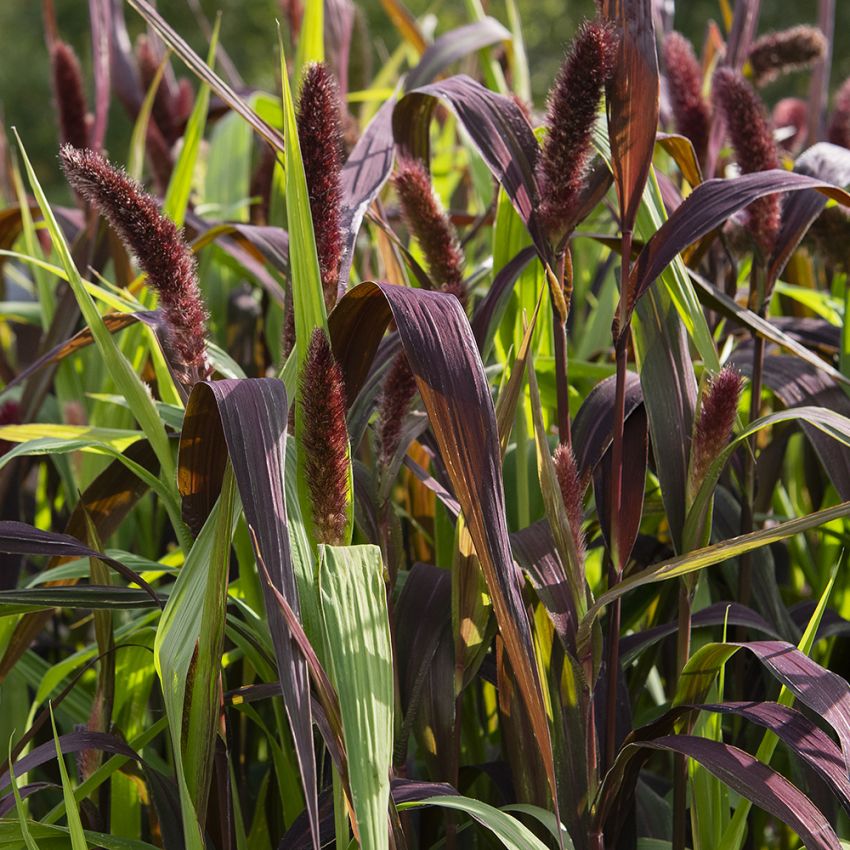 Kolbenhirse 'Red Jewel'