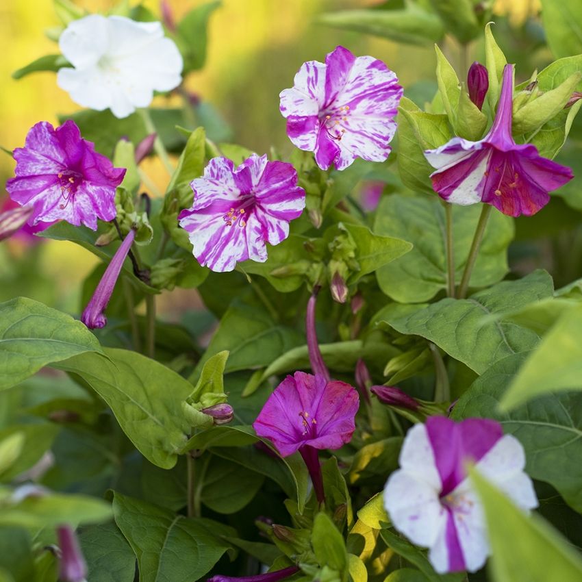 Wunderblume 'Marbles White-Red'