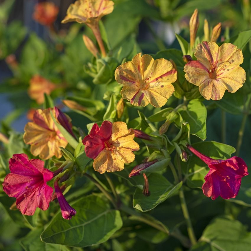 Wunderblume 'Marbles Yellow-Red'