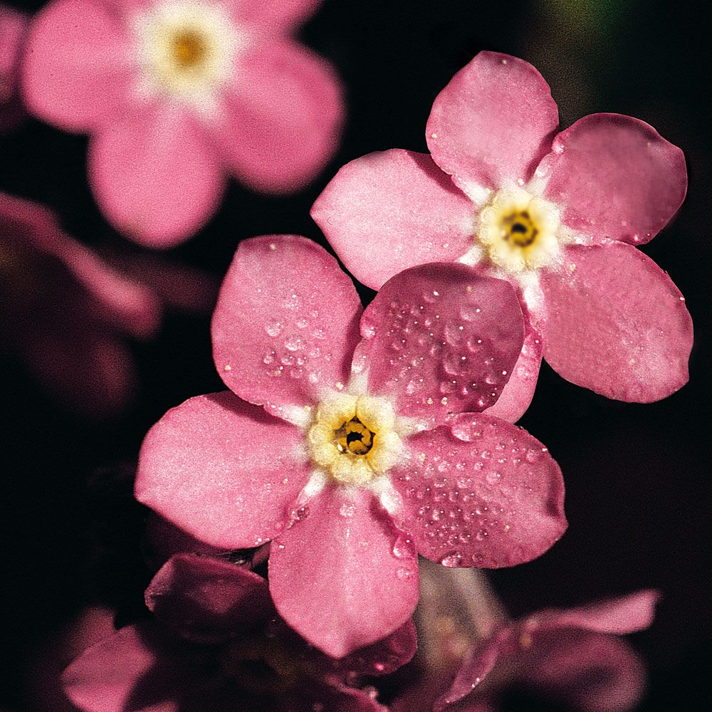 Waldvergissmeinnicht 'Rosylva'