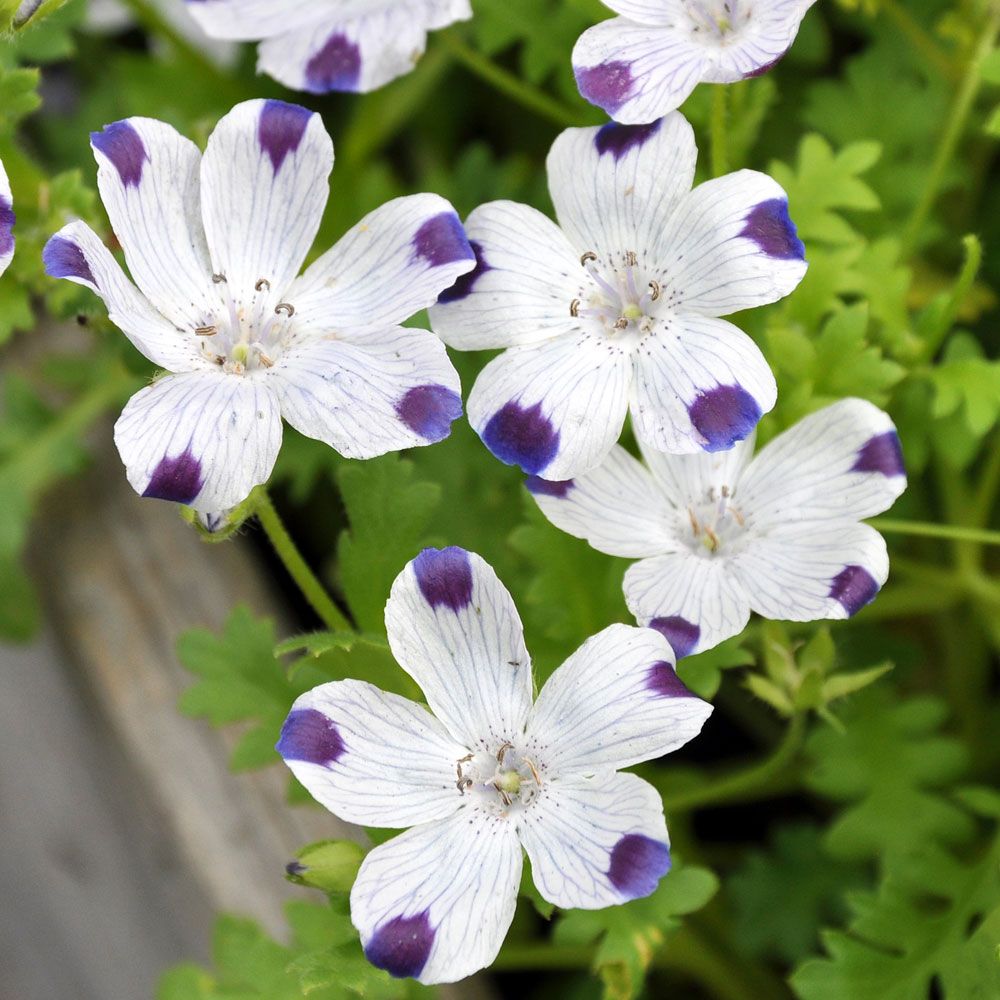 Gefleckte Hainblume