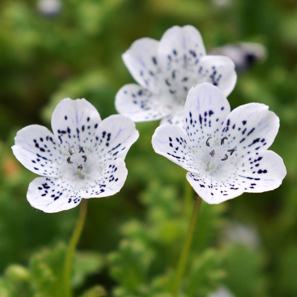 Hainblume 'Snowstorm'