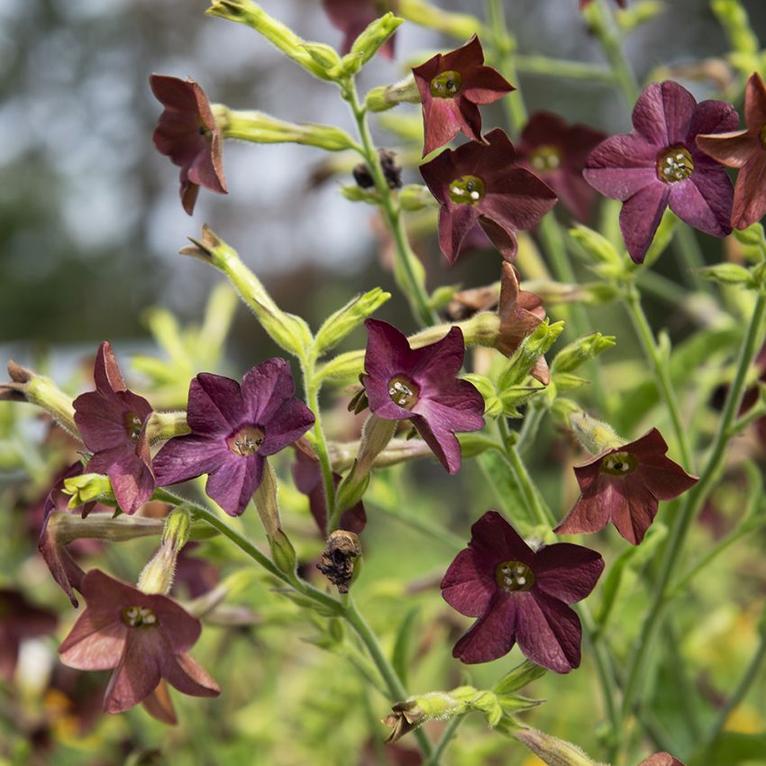 Ziertabak 'Bronze Queen'