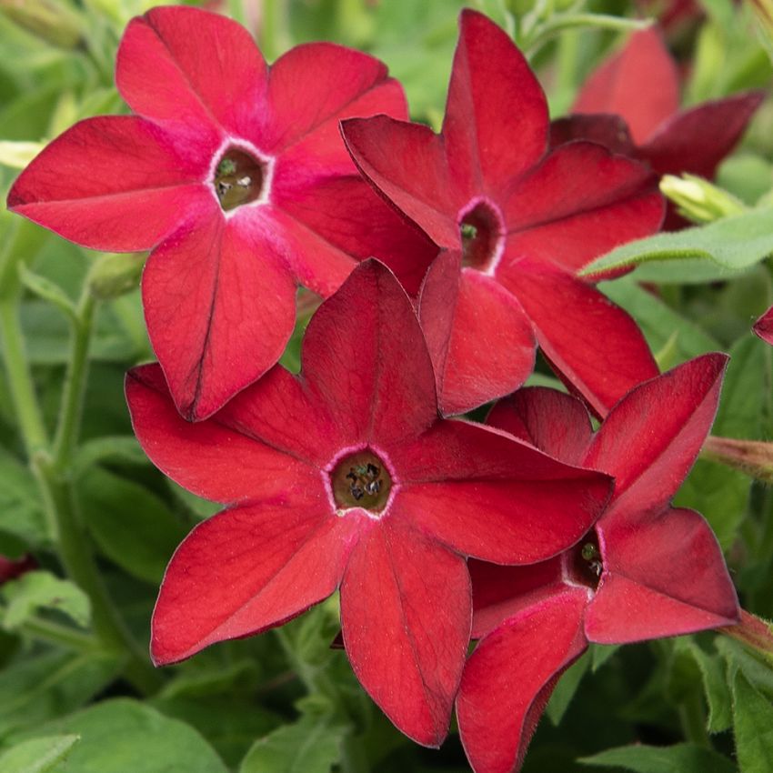 Ziertabak 'Saratoga Red'