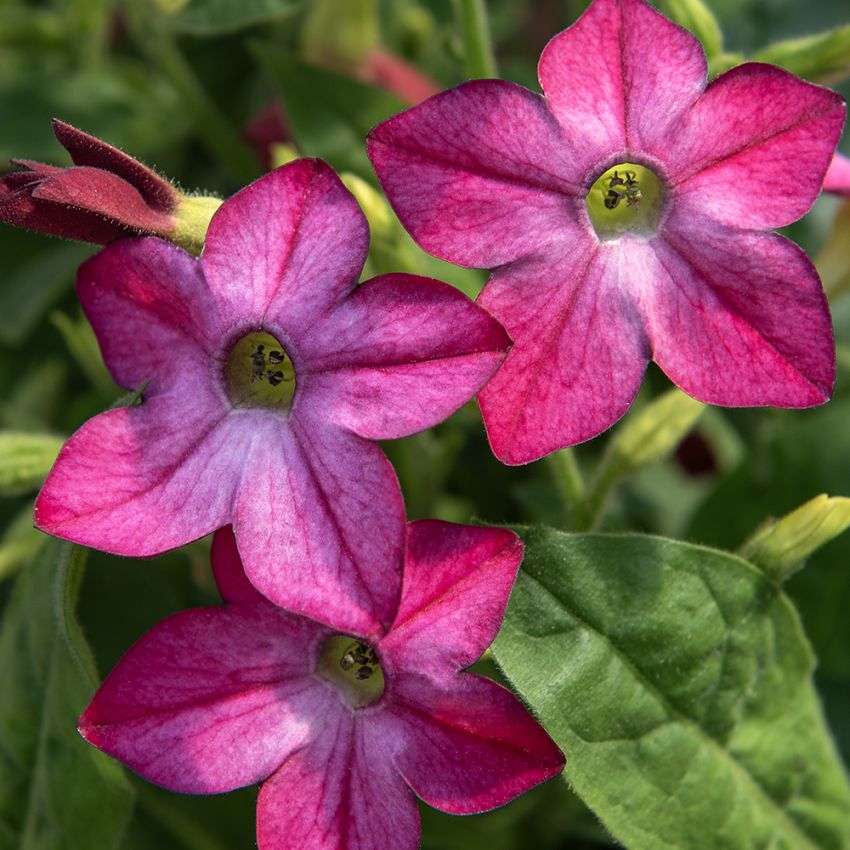 Ziertabak 'Saratoga Purple Bicolor'