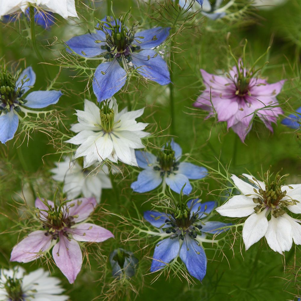 Jungfer im Grünen 'Persian Jewels'