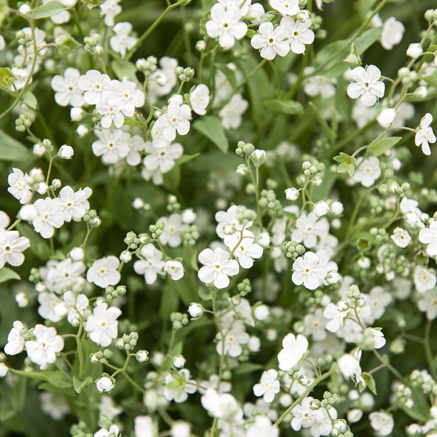 Scmalblättriges Gedenkstein 'Little Snow White'