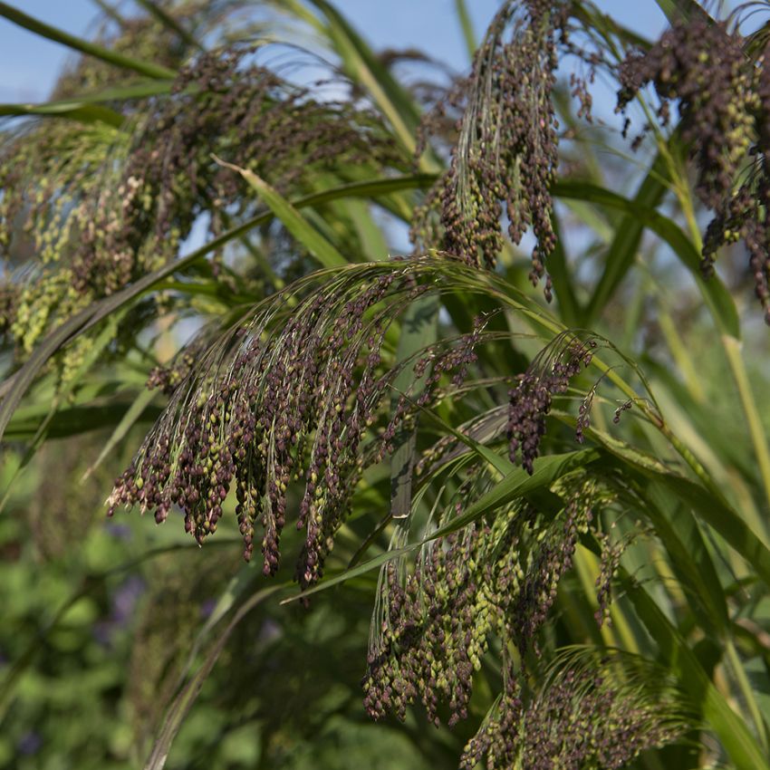 Rispenhirse 'Violaceum'