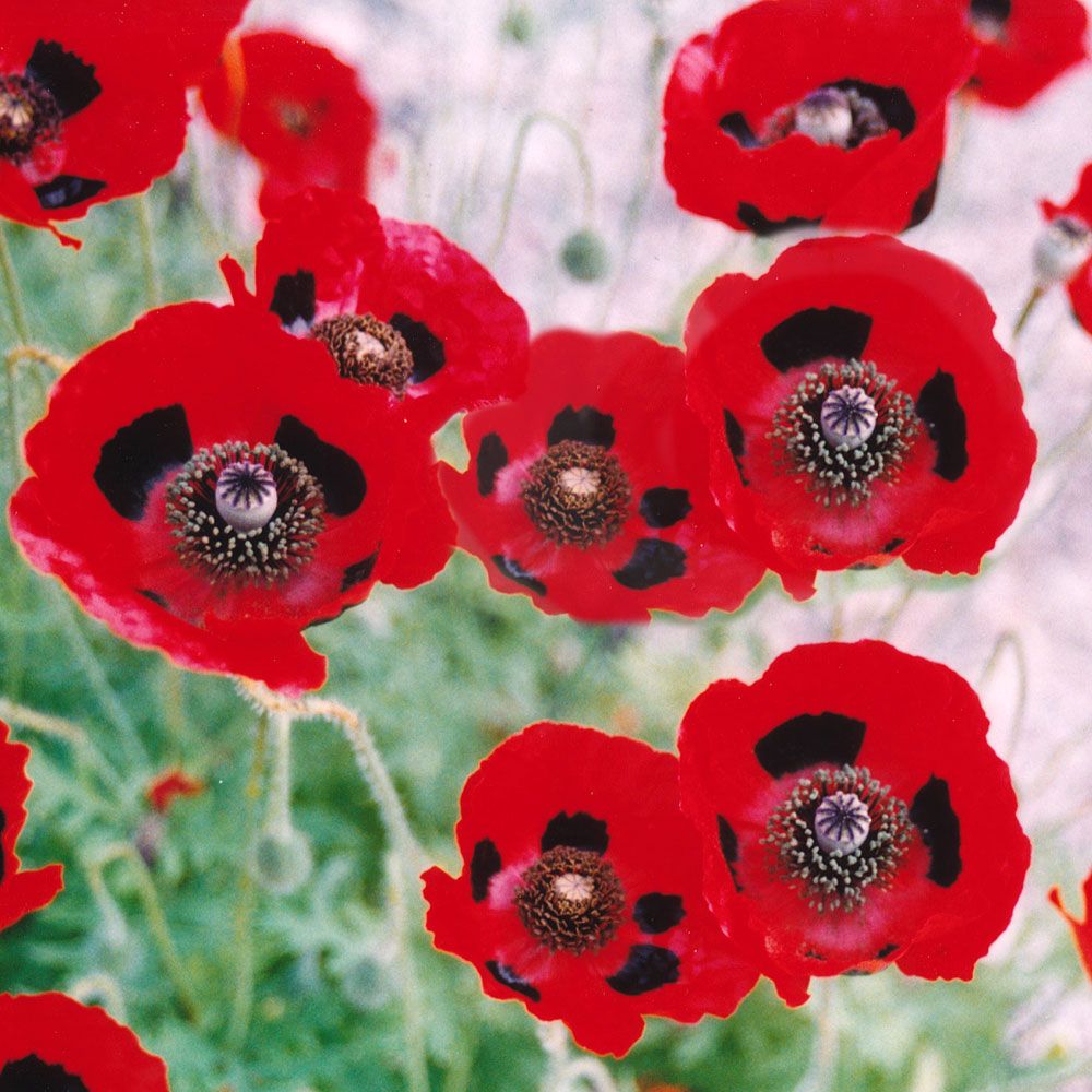 Marienkäfer-Mohn 'Lady Bird'