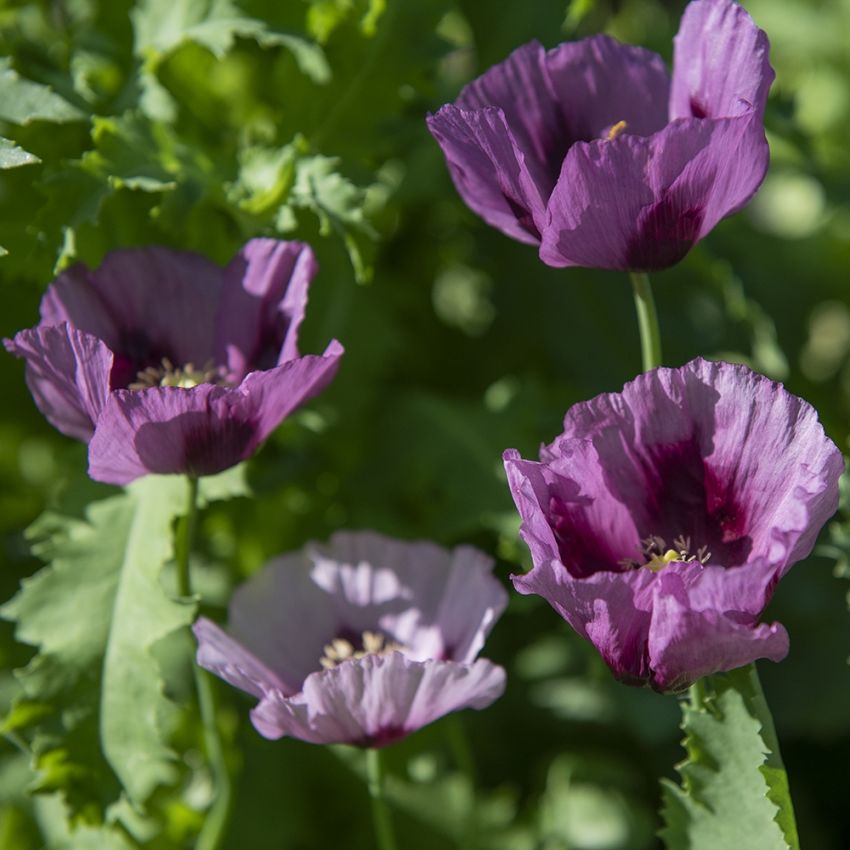 Schlafmohn'Hungarian Blue'