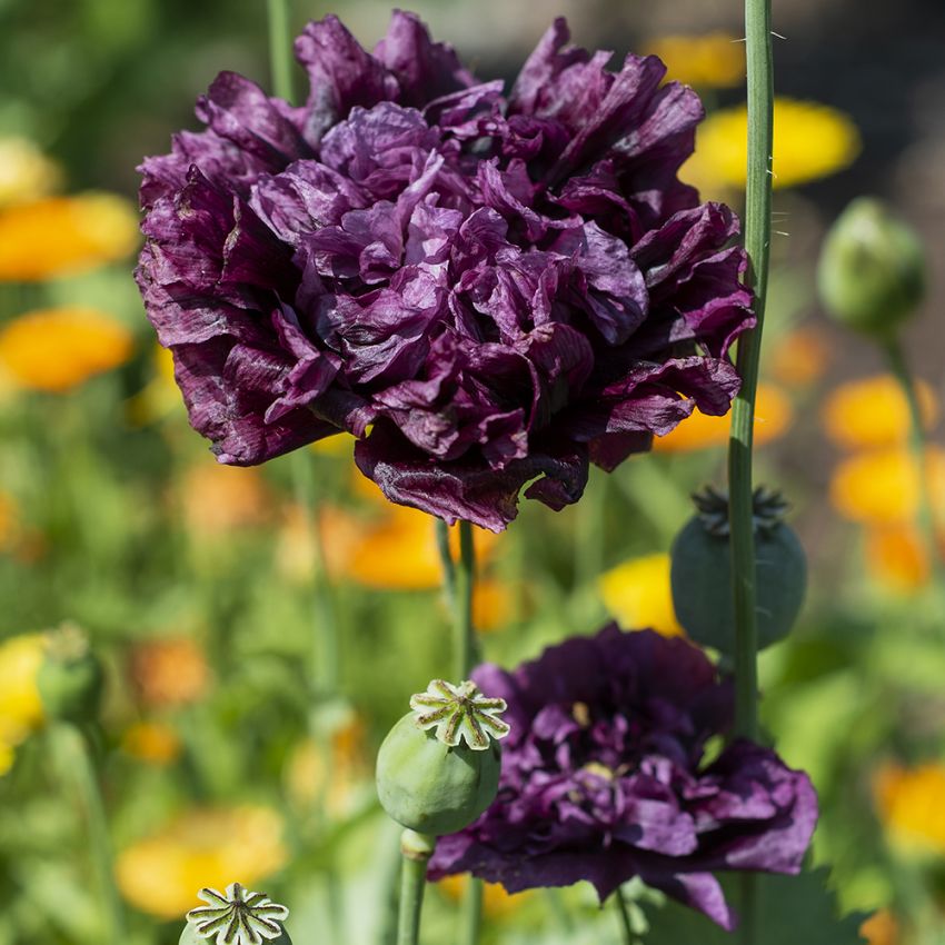 Gefüllter Pfingstrosenmohn 'Black Dragon'