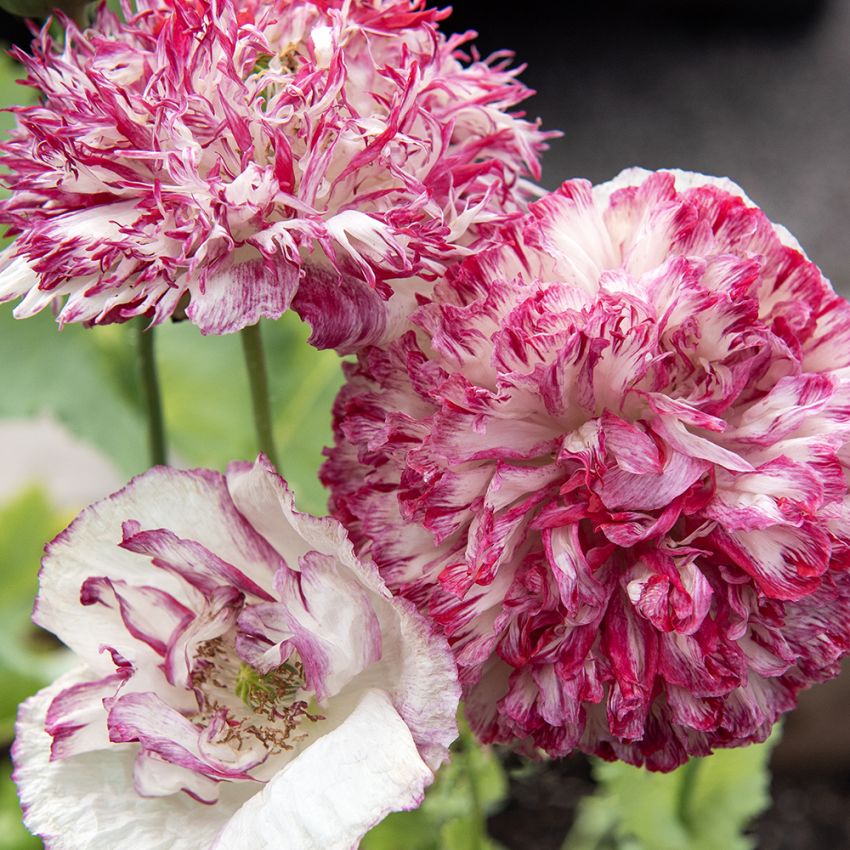 Gefüllter Pfingstrosenmohn 'Flemish Antique'