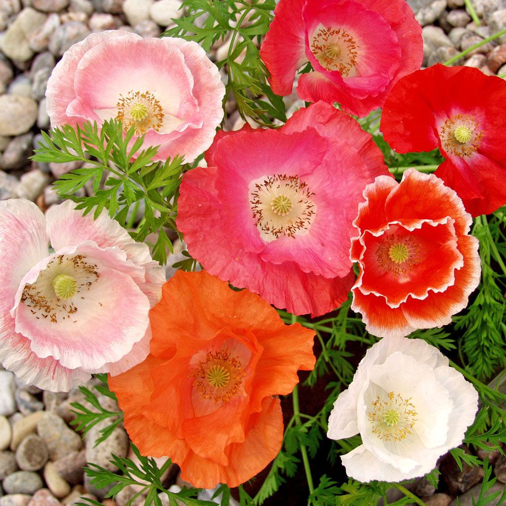 Klatschmohn 'Shirley Single'