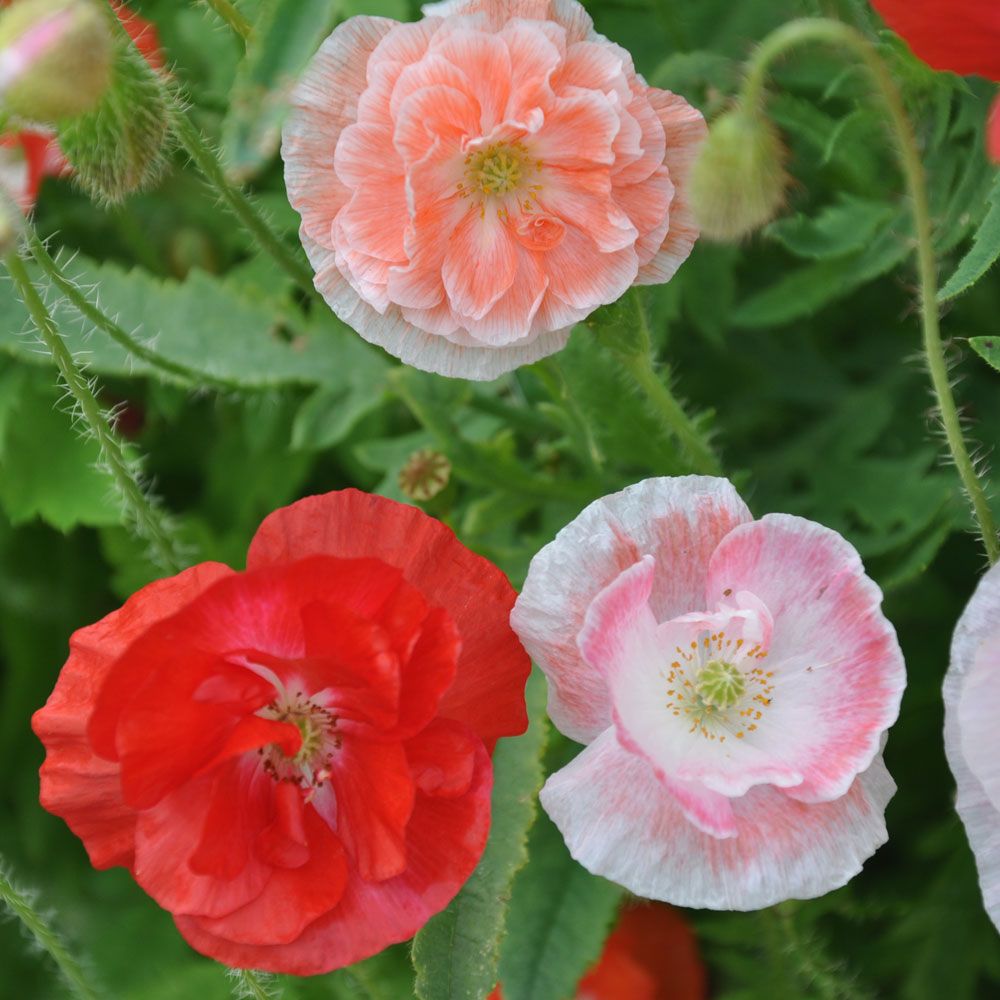 Klatschmohn 'Shirley Double'