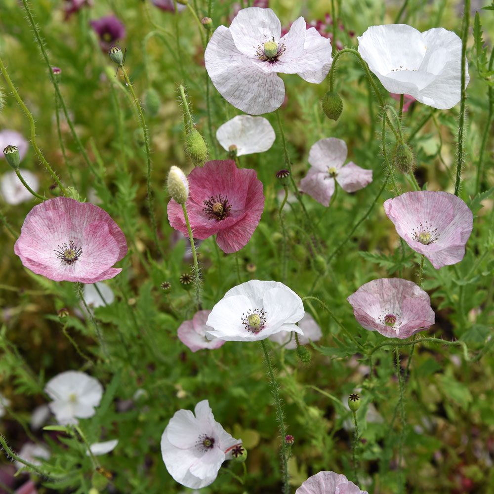 Klatschmohn 'Mother of Pearl'