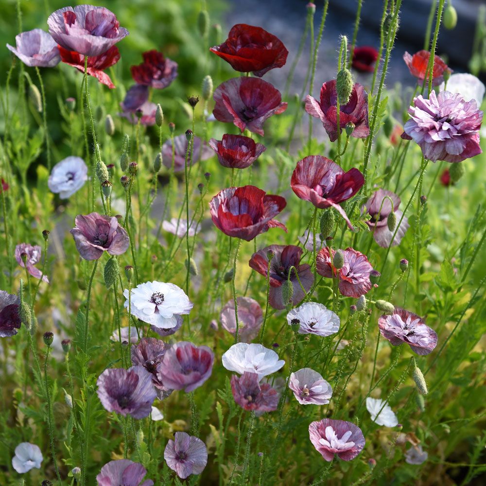 Klatschmohn 'Pandora'