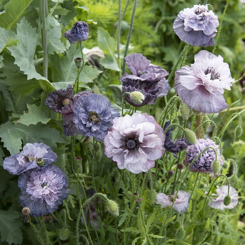 Klatschmohn 'Amazing Grey'