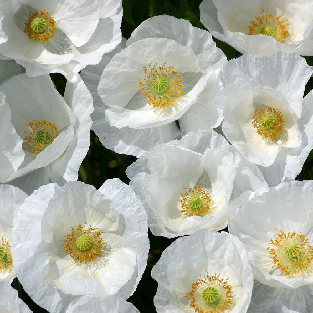 Klatschmohn 'Bridal Silk'